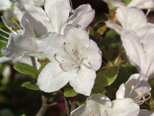 Japanische Azalee 'Diamant Weiß' ® - Rhododendron obt.'Diamant Weiß' ®