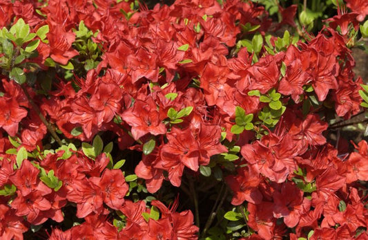 Japanische Azalee 'Fridoline' - Rhododendron obt.'Fridoline'
