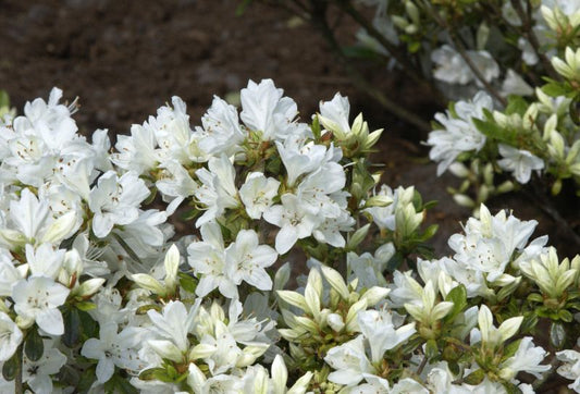 Japanische Azalee 'Kermesina Alba' - Rhododendron obt.'Kermesina Alba'