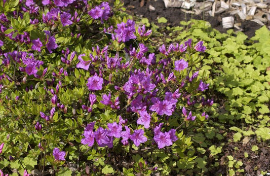 Japanische Azalee 'Königstein' - Rhododendron obt.'Königstein'