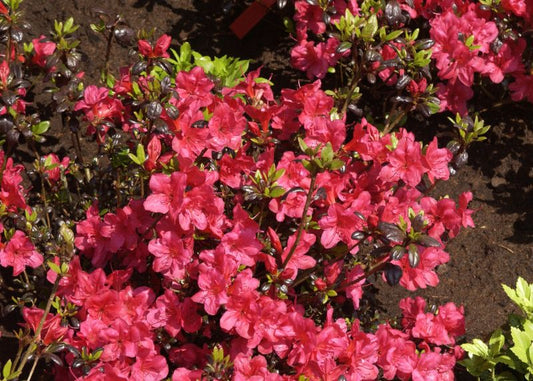 Japanische Azalee 'Maruschka' ® - Rhododendron obt.'Maruschka' ®