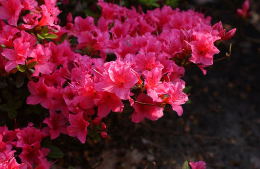 Japanische Azalee 'Michiko' - Rhododendron obt.'Michiko'