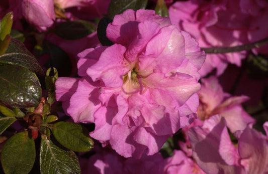 Japanische Azalee 'Petticoat' ® - Rhododendron obt.'Petticoat' ®