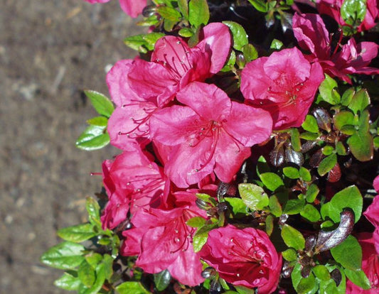 Japanische Azalee 'Purpurkissen' ® - Rhododendron obt.'Purpurkissen' ®