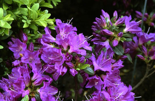 Japanische Azalee 'Purpurtraum' - Rhododendron obt.'Purpurtraum'