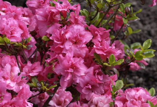 Japanische Azalee 'Rokoko' - Rhododendron obt.'Rokoko'
