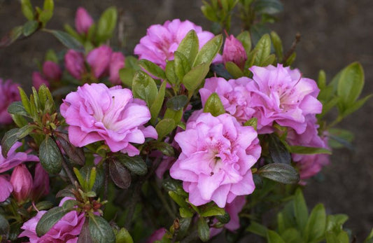 Japanische Azalee 'Rosinetta' ® - Rhododendron obt.'Rosinetta' ®