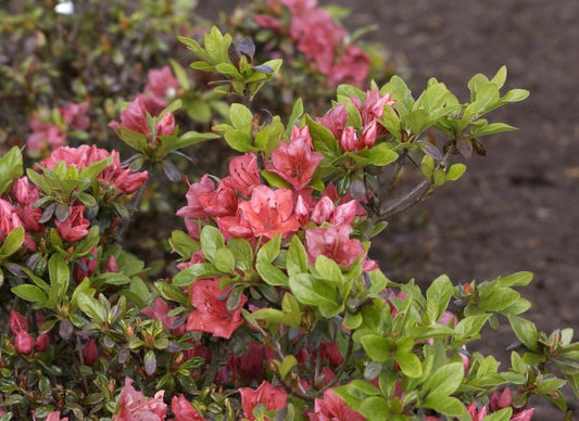 Japanische Azalee 'Satschiko' - Rhododendron obt.'Satschiko'