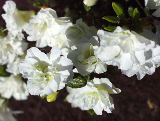 Japanische Azalee 'Schneeperle' ® - Rhododendron obt.'Schneeperle' ®