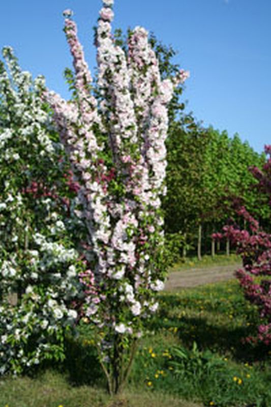 Japanische Säulenkirsche - Prunus serrulata 'Amanogawa' CAC
