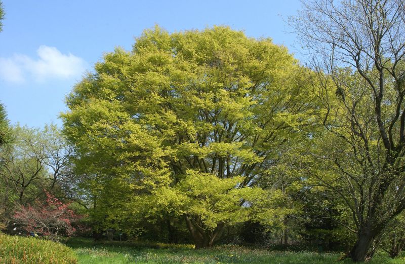 Japanische Zelkove Zelkova serrata BaumschuleGarten.de