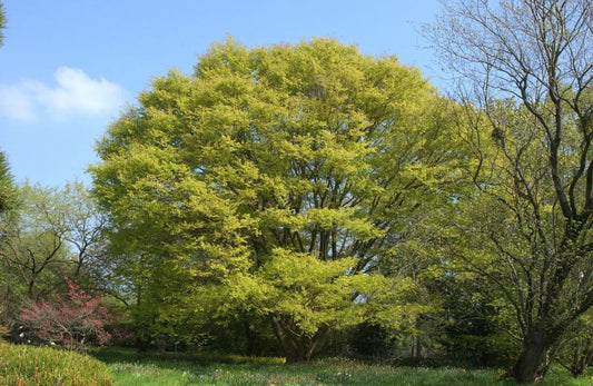 Japanische Zelkove - Zelkova serrata