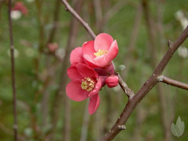 Japanische Zierquitte 'Eximia' - Chaenomeles 'Eximia'