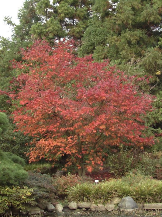 Japanischer Feuerahorn - Acer japonicum 'Aconitifolium'