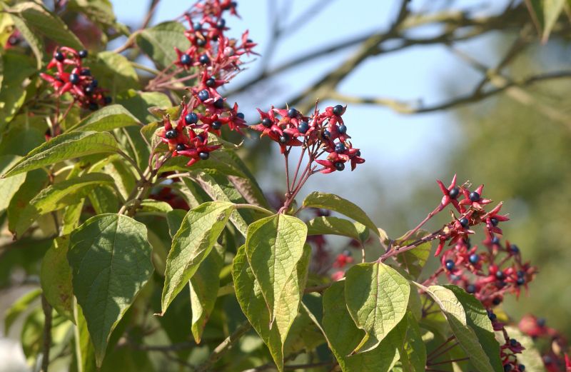 Japanischer Losbaum - Clerodendrum trichotomum