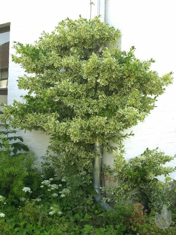 Japanspindel 'Bravo' - Euonymus japonicus 'Bravo'