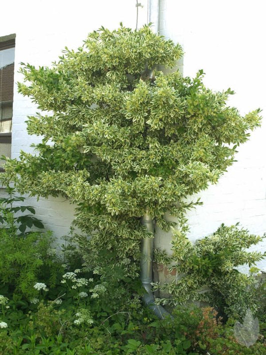 Japanspindel 'Bravo' - Euonymus japonicus 'Bravo'