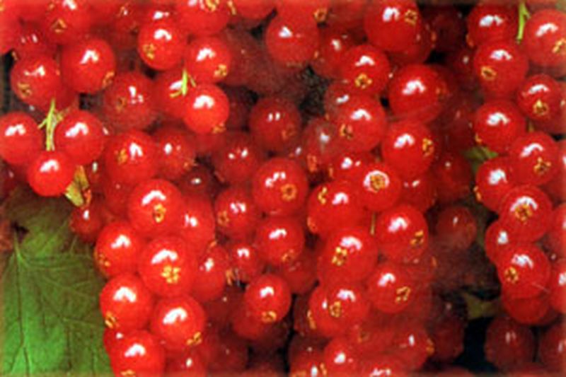 Johannisbeere 'Rovada' spät - Ribes rubrum 'Rovada' CAC