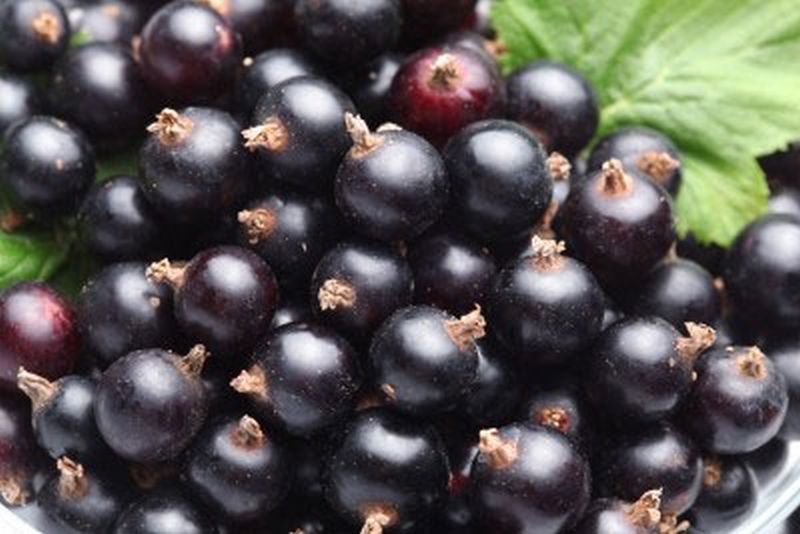 Johannisbeere 'Silvergieters Schwarze' - Ribes nigrum 'Silvergieters Schwarze' CAC