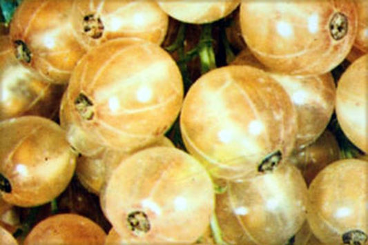 Johannisbeere 'Weiße Versailler' mittel - Ribes sativum 'Weiße Versailler' CAC