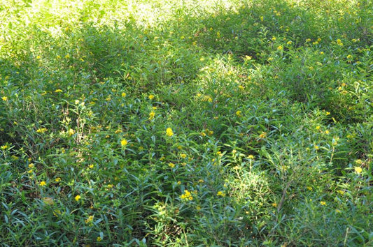 Johanniskraut 'Gemo' - Hypericum kalmianum 'Gemo'