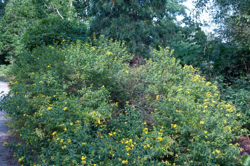 Johanniskraut prolificum - Hypericum prolificum