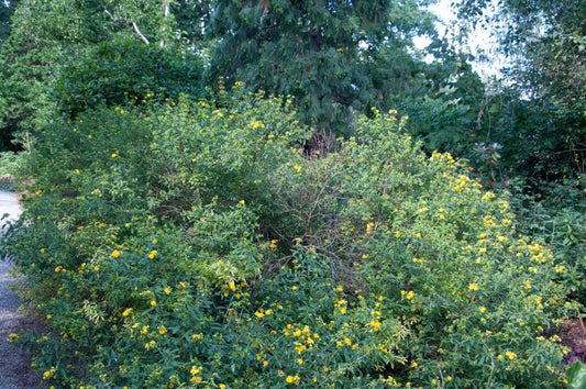 Johanniskraut prolificum - Hypericum prolificum