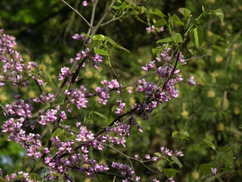 Judasbaum canadensis - Cercis canadensis