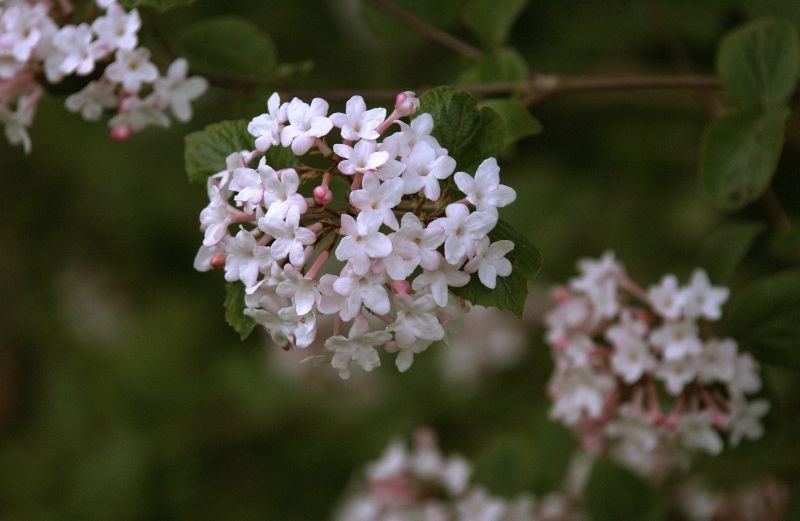 Judds-Schneeball - Viburnum juddii