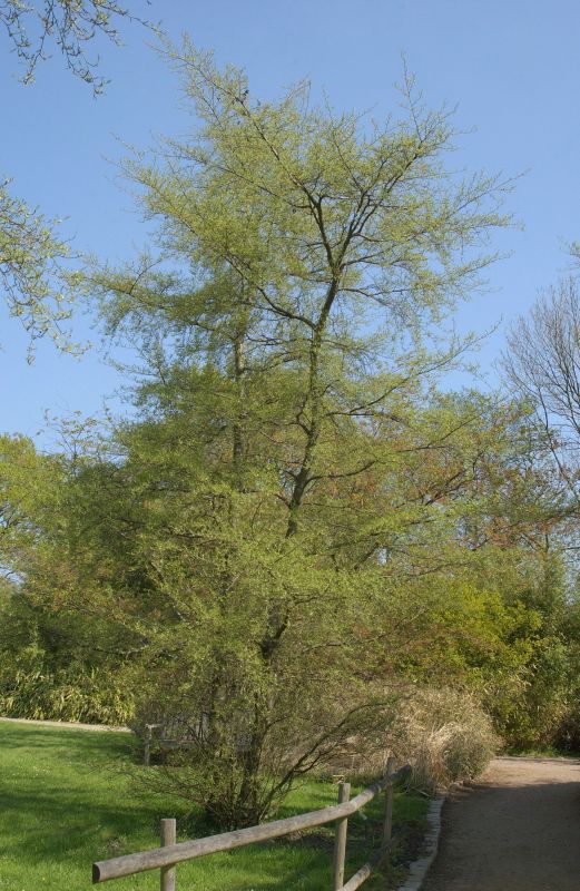 Kaisererle 'Imperialis' - Alnus glutinosa 'Imperialis'