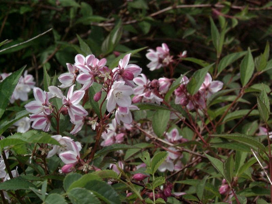 Kalmiendeutzie - Deutzia kalmiiflora