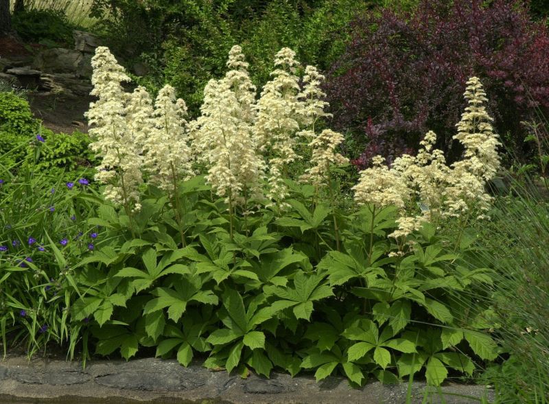 Kastanienblättriges Schaublatt - Rodgersia aesculifolia