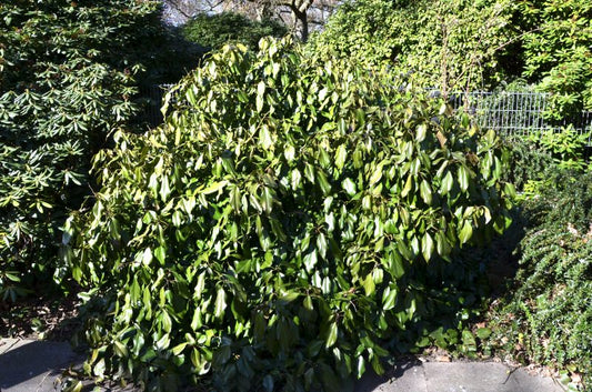 Kaukasischer Strauch-Efeu - Hedera colchica 'Arborescens'