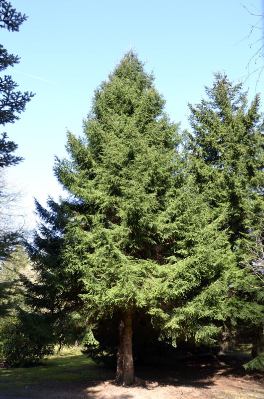 Kaukasusfichte,Sapindus-Fichte - Picea orientalis