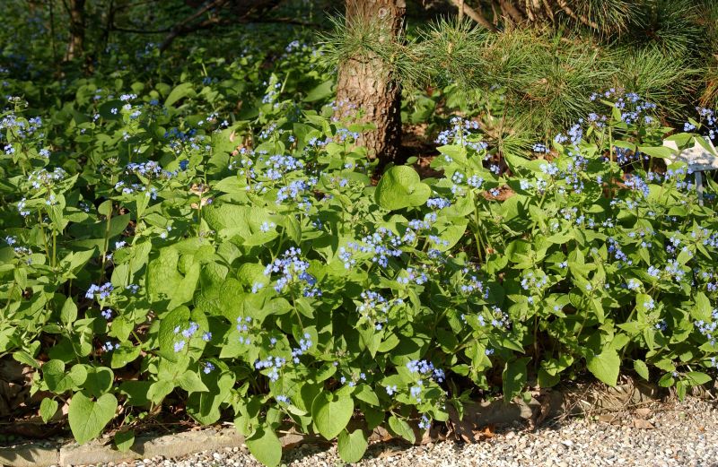 Kaukasusvergissmeinnicht - Brunnera macrophylla, blau