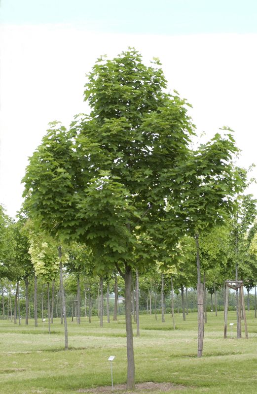Kegelförmiger Spitzahorn 'Emerald Queen' - Acer platanoides 'Emerald Queen'
