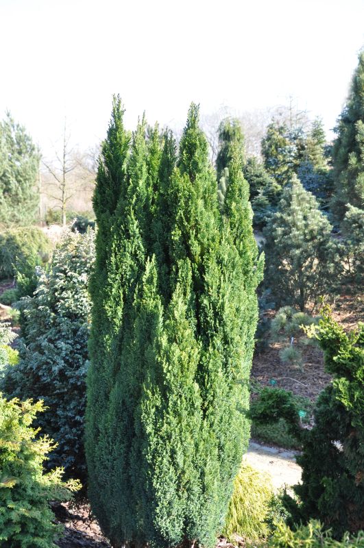 Kegelzypresse 'Ellwood's Pillar' - Chamaecyparis lawsoniana 'Ellwood's Pillar'