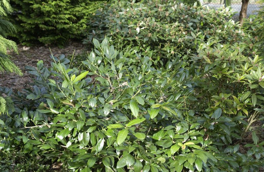 Kirschlorbeer 'Cherry Brandy' / Breitwüchsige Lorbeerkirsche - Prunus laurocerasus 'Cherry Brandy'
