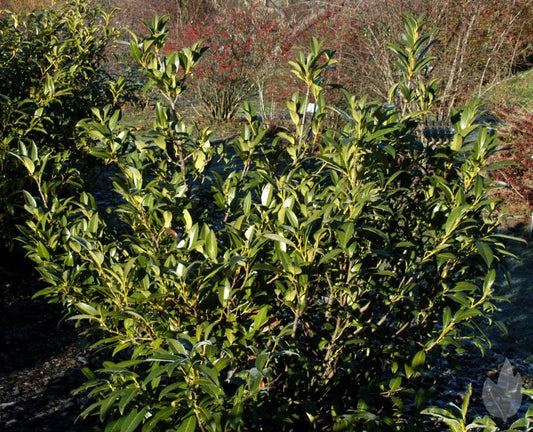 Kirschlorbeer 'Herbergii' / Aufrechte Lorbeerkirsche - Prunus laurocerasus 'Herbergii'