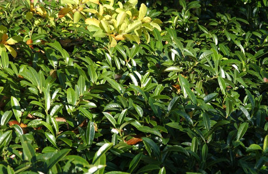 Kirschlorbeer 'Mount Vernon' / Bodendeckende Lorbeerkirsche - Prunus laurocerasus 'Mount Vernon'