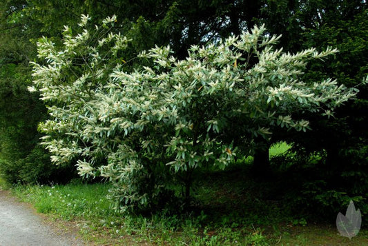 Kirschlorbeer 'Otto Luyken' / Breitwachsende Lorbeerkirsche - Prunus laurocerasus 'Otto Luyken'