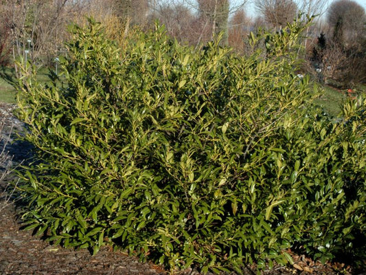 Kirschlorbeer 'Zabeliana' / Schmalblättrige Lorbeerkirsche - Prunus laurocerasus 'Zabeliana'