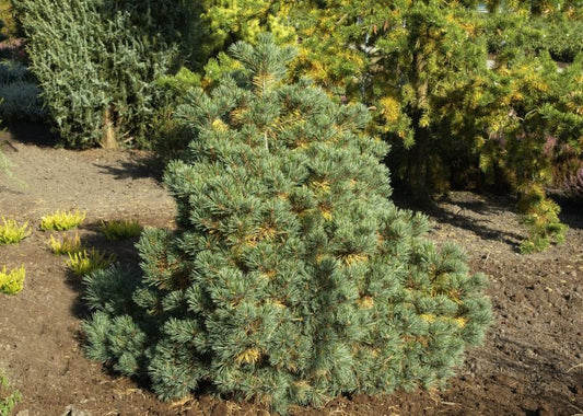 Kissenkiefer 'Krüger's Lilliput' - Pinus strobus 'Krüger's Lilliput'