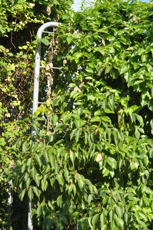 Kiwi 'Issai' - Actinidia arguta 'Issai'