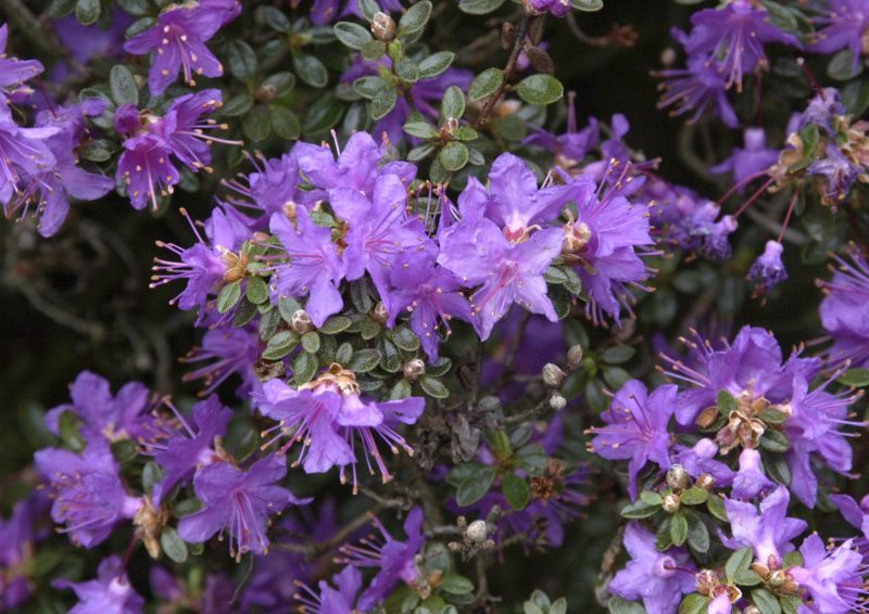 Kleinblättr.Rhododendron - Rhododendron impeditum