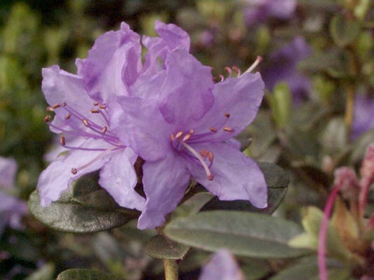 Kleinblättr.Rhododendron 'Blue Tit' - Rhododendron impeditum 'Blue Tit'