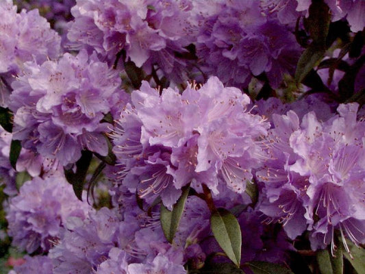 Kleinblättr.Rhododendron 'Blue Tit Magor' - Rhododendron impeditum 'Blue Tit Magor'