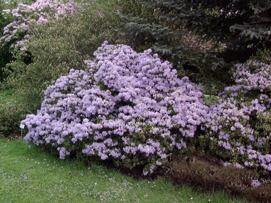 Kleinblättr.Rhododendron 'Moerheim' - Rhododendron impeditum 'Moerheim'