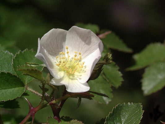Kleinblütige Rose - Rosa micrantha