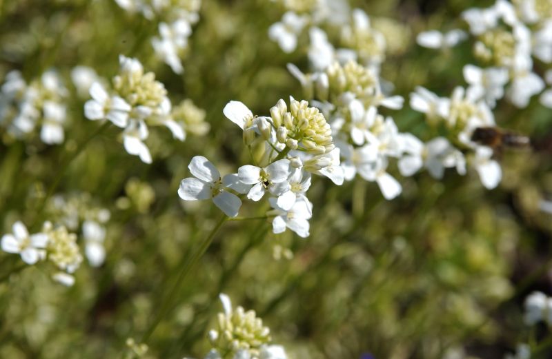 Kleine GartenGänsekresse Old Gold Arabis ferdinandicoburgii 'Old G